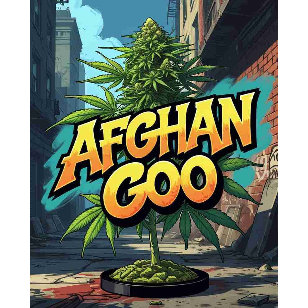 Afghan Goo (AfGoo) Feminised Cannabis Seeds