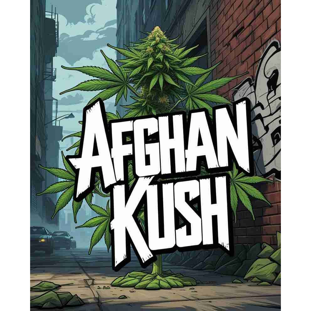 Afghan Kush Feminised Cannabis Seeds