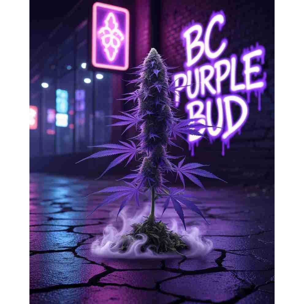 BC PURPLE BUD Feminised Cannabis Seeds