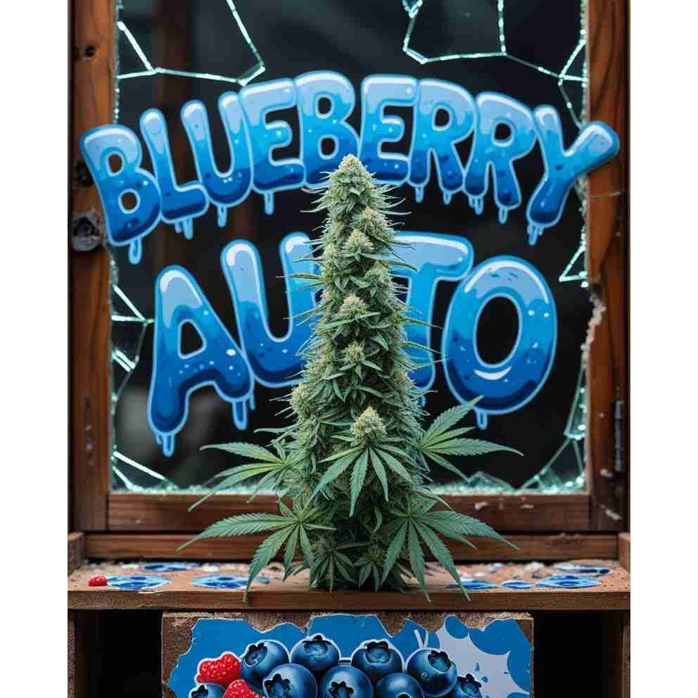 Blueberry Auto Cannabis Seeds
