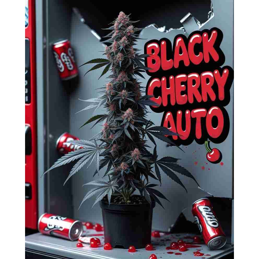 Black Cherry Auto Cannabis Seeds