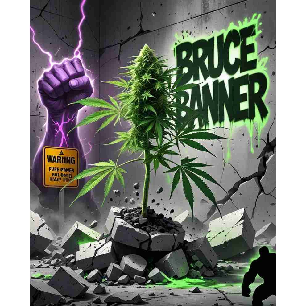 Bruce Banner Feminised Cannabis Seeds